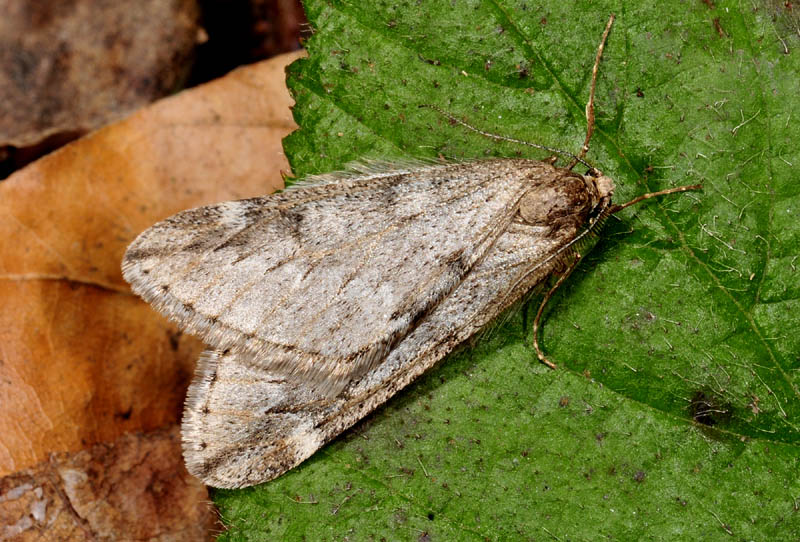 Falene invernali - Theria primaria e Alsophila aescularia